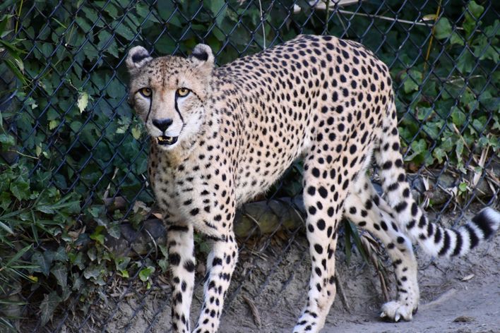 Buy Hydrocodone Online Secure U.S.-Based Pharmacy Service