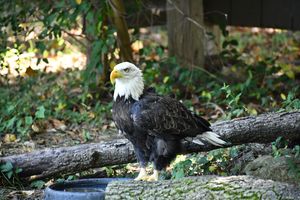 Buy Ativan Online Reliable Overnight Delivery Service