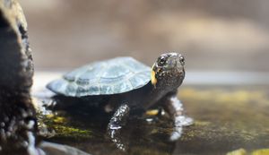 Turtle Oasis