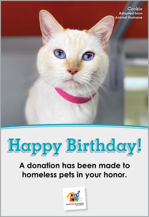 Happy Birthday - Cat Card