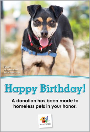 Happy Birthday - Dog Card