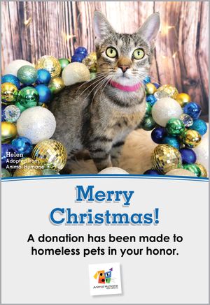 Merry Christmas  - Cat Card
