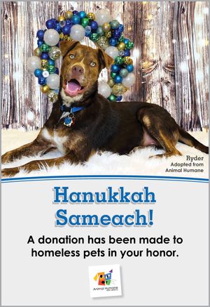 Hanukkah - Dog Card