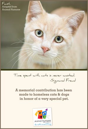 In Memory of Pet - Cat Card