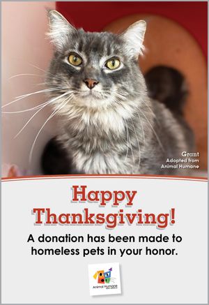 Thanksgiving - Cat Card