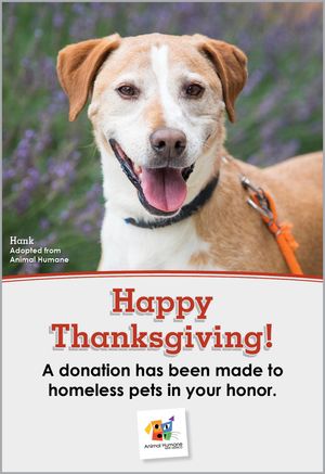 Thanksgiving - Dog Card