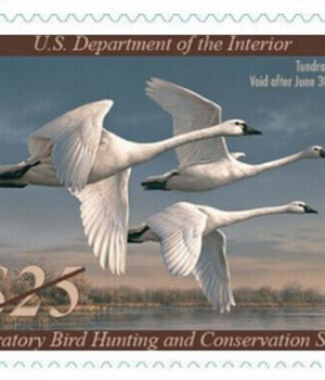 2023-2024 Federal Duck Stamps