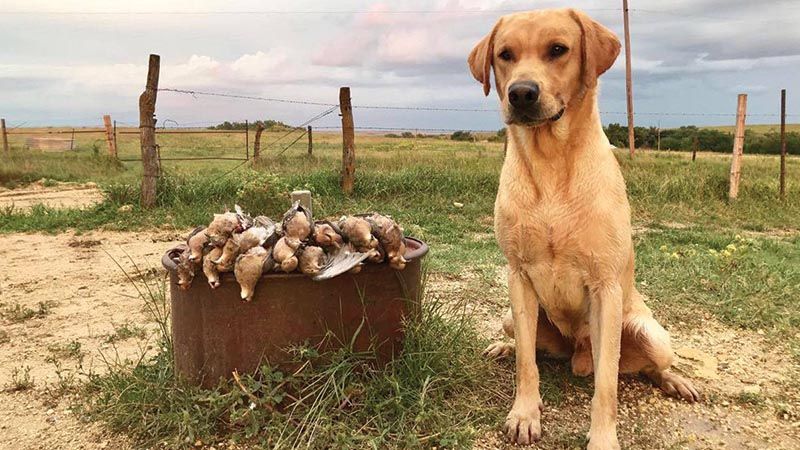Dove Hunting: A Powerful Dog-Training Opportunity — California Waterfowl