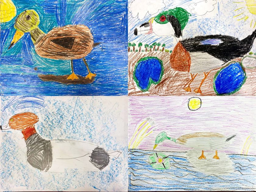Draw- a-Duck Contest Deadline 4-10-20 California Waterfowl