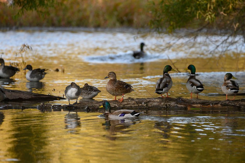 Banding — California Waterfowl