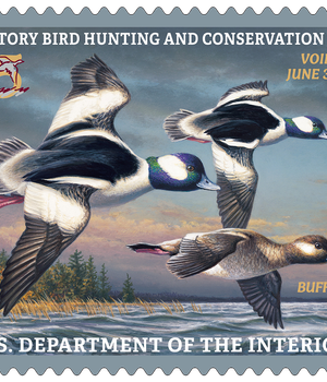 2026-2027 Federal Duck Stamps