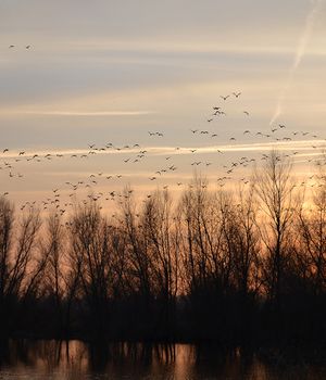 Spring Mailer - 2026