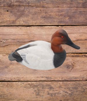 2025 Canvasback Decoy