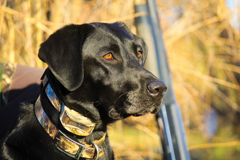 SportDOG® Brand Renews Partnership with California Waterfowl