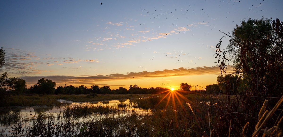 California Waterfowl Magazine