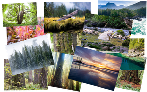 Cards – 12-Pack Various