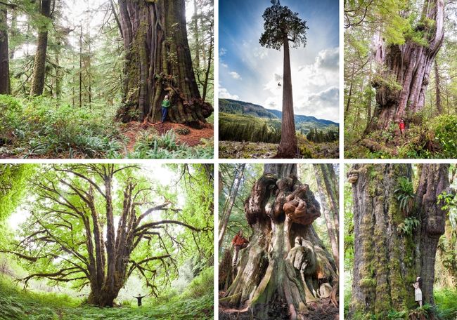Big Tree Bundle Card Set