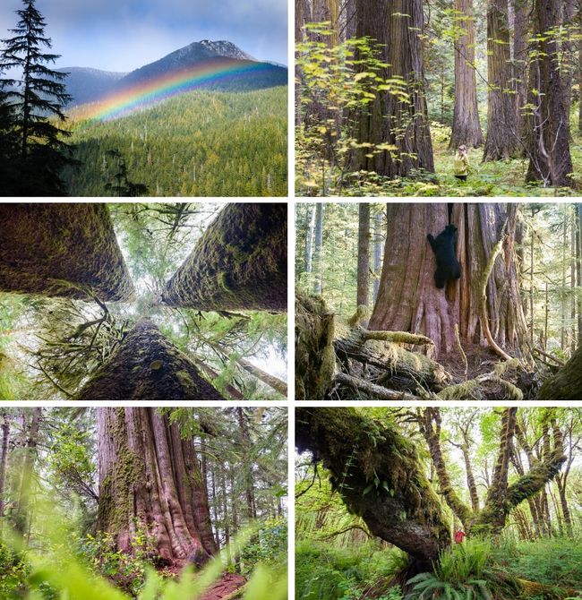 Grand Groves Card Set