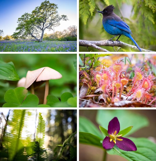 Springtime Card Set