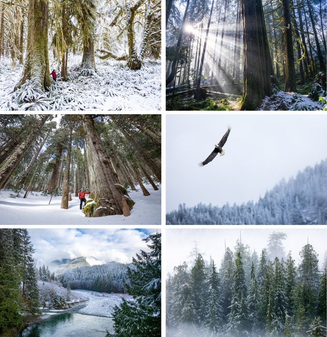 Winter Wonders Card Set