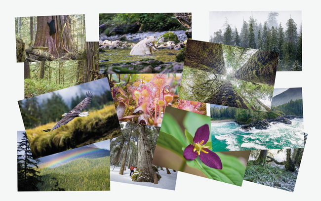 Cards – 12-Pack Various