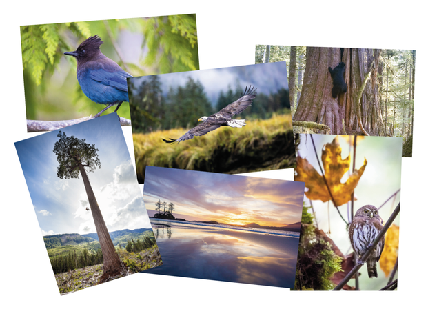 Mix and Match 6-Pack Card Sets