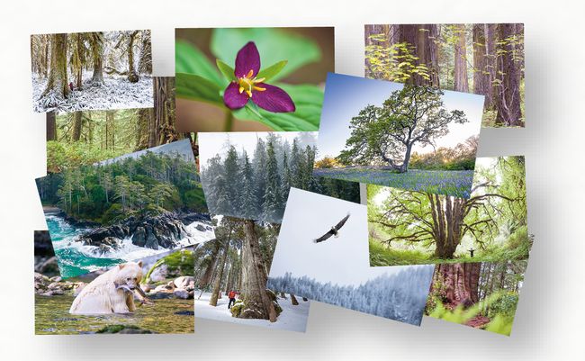 Mix and Match 6-Pack Card Sets