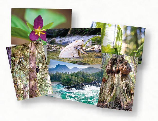 Mix and Match 6-Pack Card Sets