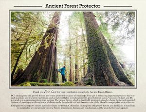 Forest Protector Certificate