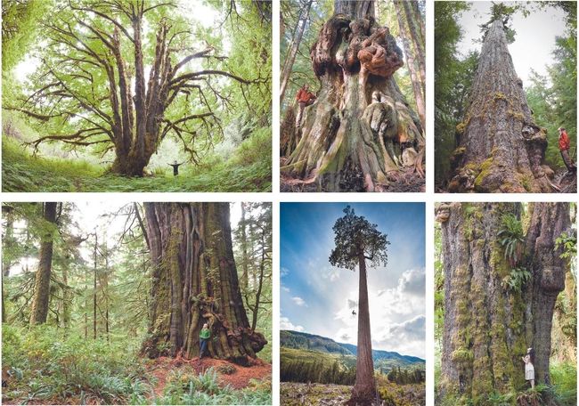 Big Tree Bundle Card Set