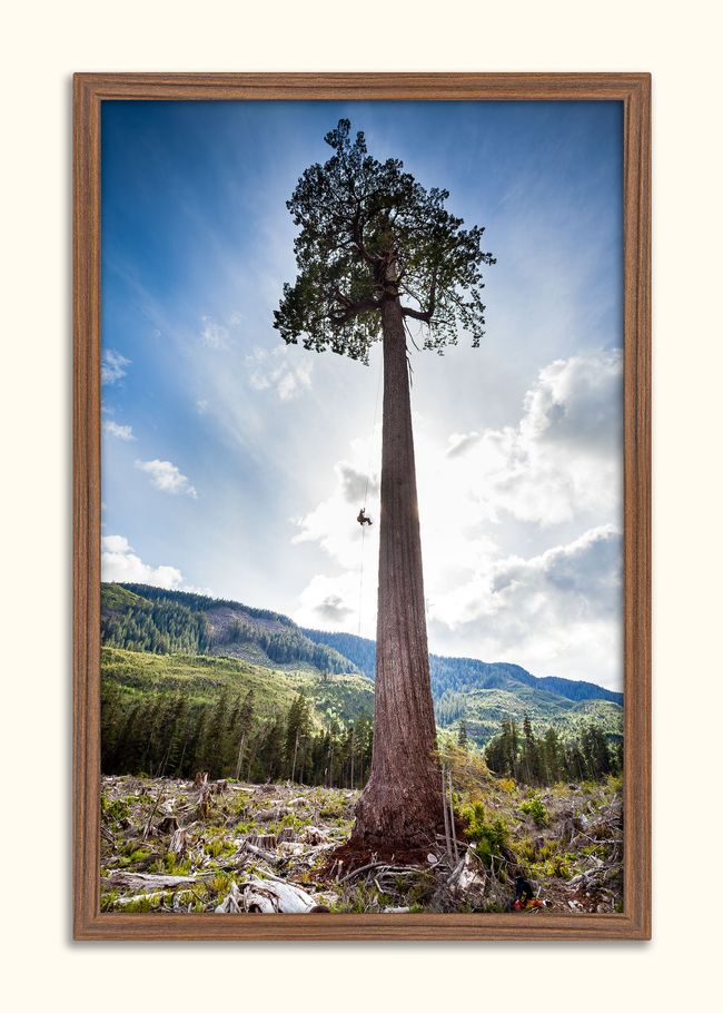 Framed Fine Art Print