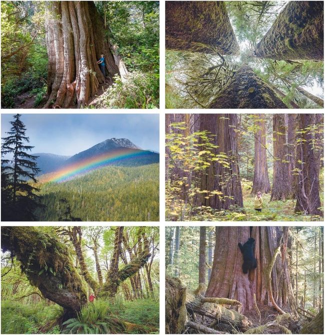 Grand Groves Card Set