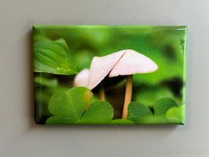 Magnet - Rectangular Friendship Mushrooms