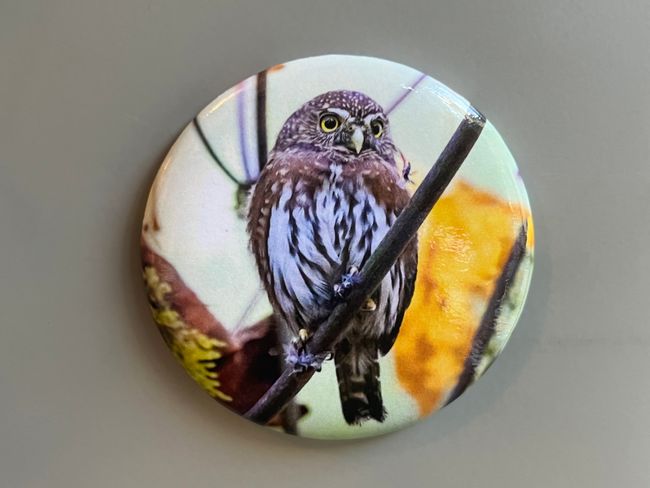 Magnet - Circular Pygmy Owl