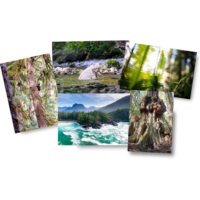 Cards – 6-Pack Various