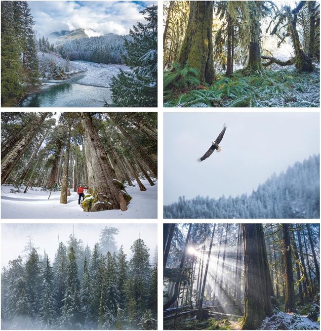 Winter Wonders Card Set