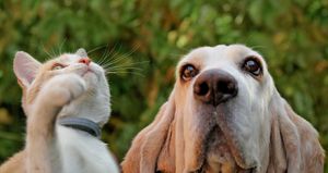 Give Now to Support Animals in Need