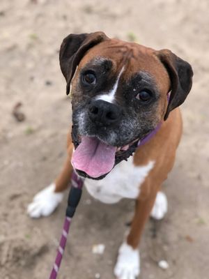 Holiday Giving in Memory of Roxy