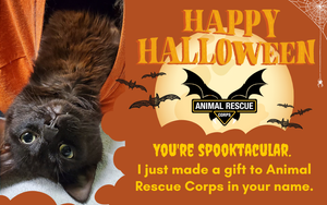 Happy Halloween! (cat version)