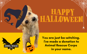 Happy Halloween! (dog version)