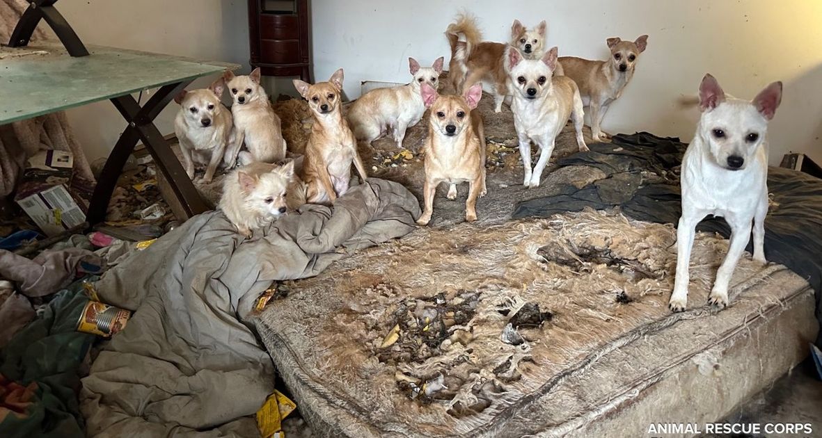 Operation Eviction Emergency — Animal Rescue Corps