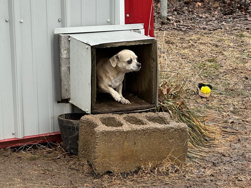 Operation Out of the Box — Animal Rescue Corps