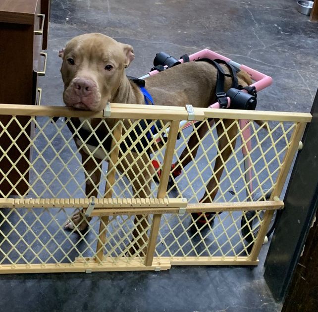 Operation Fresh Start — Animal Rescue Corps