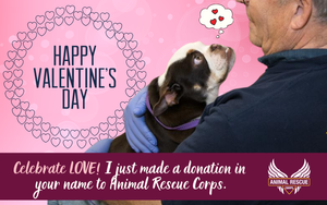 Happy Valentine's Day! (dog version)