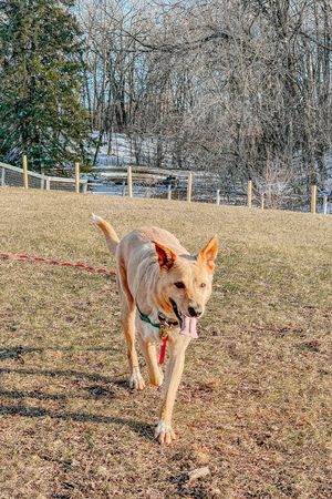 Public Dog Reactivity Consult Packages: From Breeder/Private Owner