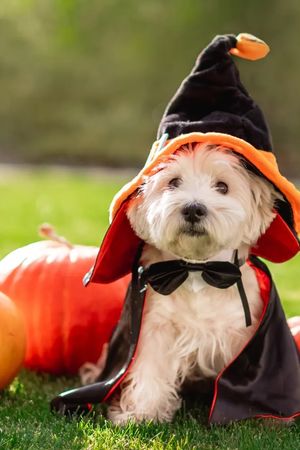 Amanda's Halloween Costume Birthday Bash Benefiting HAWS October 25