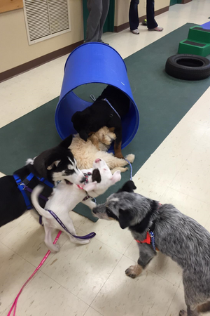 Puppy Party - February 26