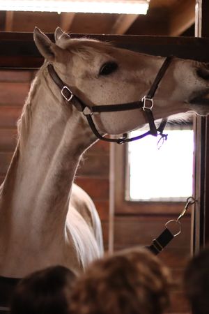 SCA Scout Programs Payment