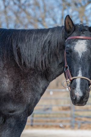 Sponsorship for Blue's Care