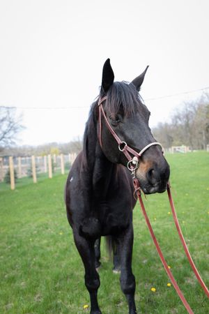 Equine Explorers | 2025 Semester